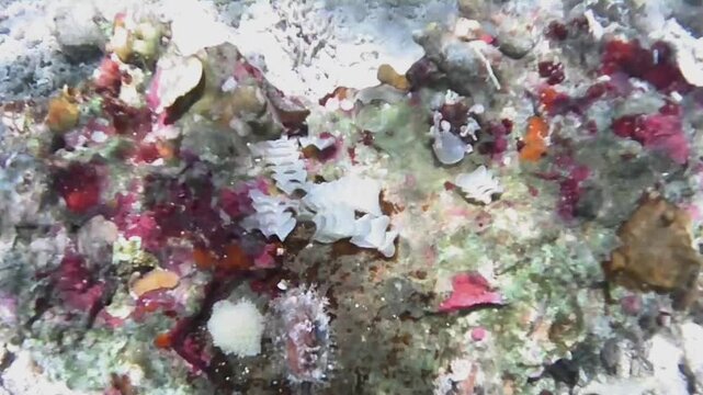 Cone snail egg capsules and small marine invertebrates on overturned coral in the Red Sea
