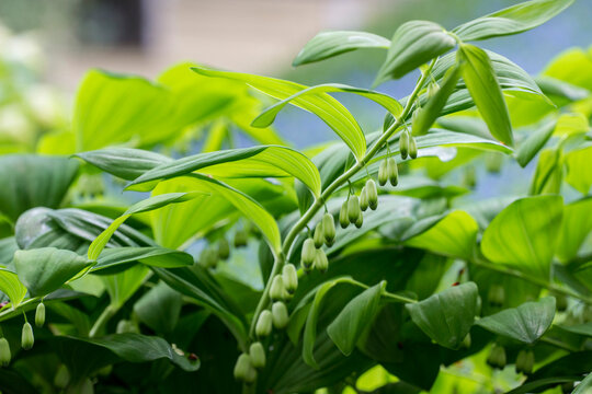 Close-up of Polygonatum odoratum with graceful green leaves and hanging bell-shaped buds, also known as Solomon&rsquo;s seal or fragrant Solomon&rsquo;s seal