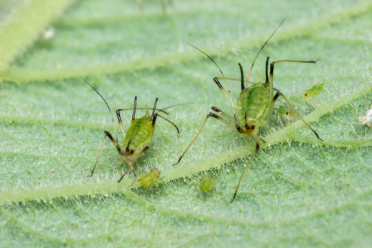 Close-up of green pea aphid (Acyrthosiphon pisum) on leaf with nymphs, also known as plant louse