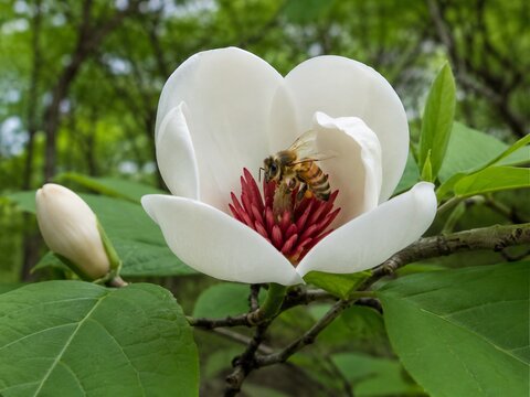 Magnolia Sieboldii White Flower with Vivid Red Stamens in a Green Forest