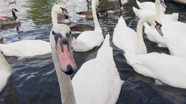 swans and other waterfowl in the river thames, london