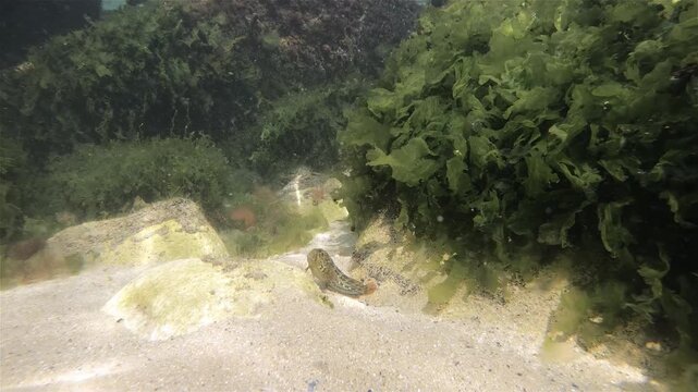 Goby fish and water plants in the Black Sea.