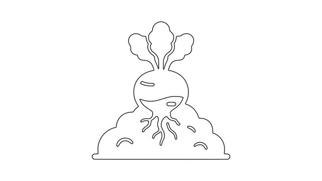 Fresh beetroot with roots icon animation