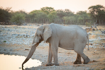 Elephant qui boit © alain