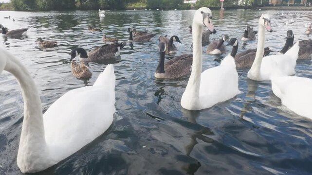 swans and other waterfowl in the river thames, london