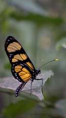 Orange and black butterfly resting on a leaf with green background © Natalia