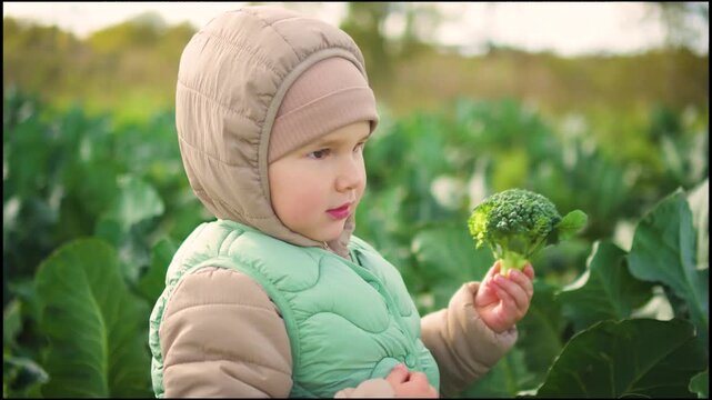 Curious toddler boy holding and tasting fresh broccoli in a lush vegetable garden. This future generation learns healthy farm-to-table habits while exploring nature.