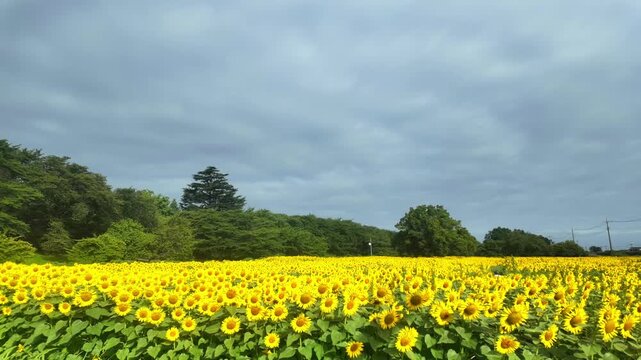 数万本のひまわり(タイムラプス)青い空と黄色い向日葵。風を感じる風景です
