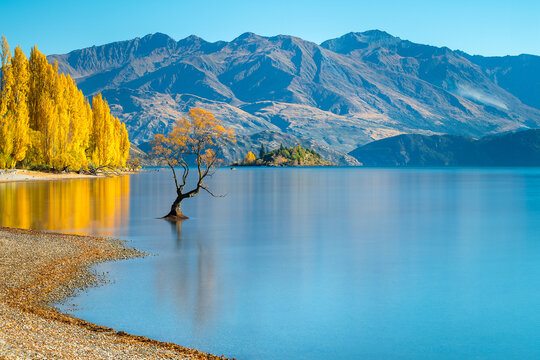 New Zealand - 25 April 2022: View of That Wanaka Tree standing in the calm waters of Lake Wanaka with vibrant yellow autumn poplar trees along the shore and rugged mountains in the background.
