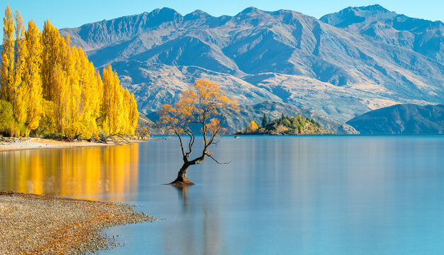 Wanaka, New Zealand - 25 April 2022: View of That Wanaka Tree standing in the calm waters of Lake Wanaka, surrounded by golden autumn trees and rugged mountain peaks.