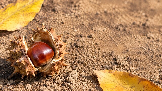 開いたいが栗から覗く艶やかな栗の実 落ち葉と土の秋の収穫クローズアップ