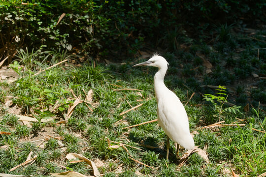 A graceful white egret stands poised among lush greenery and scattered leaves in a park setting. The bright natural light highlights the bird's plumage against the textured ground, creating a tranquil