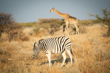 Le zebre et la girafe © alain