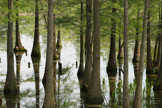 A tranquil view of a dense grove of trees standing in the still waters of the Bailuwan wetland in Chengdu, Sichuan. The composition captures vibrant green foliage and clear reflections under soft