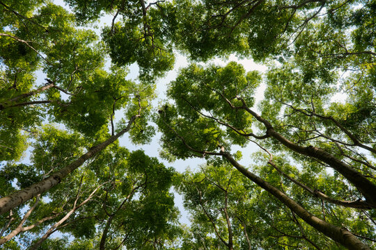 A low-angle perspective looking up into a dense canopy of vibrant green trees against a bright sky in the Bailuwan wetland. The composition highlights the intricate patterns of leaves and branches