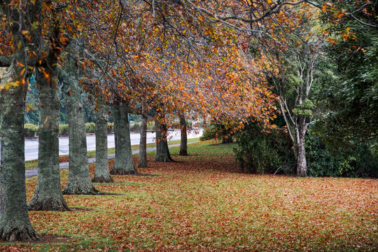 New Zealand - 09 May 2021: View of a row of trees with vibrant autumn foliage lining a roadside, with fallen leaves covering the grass.
