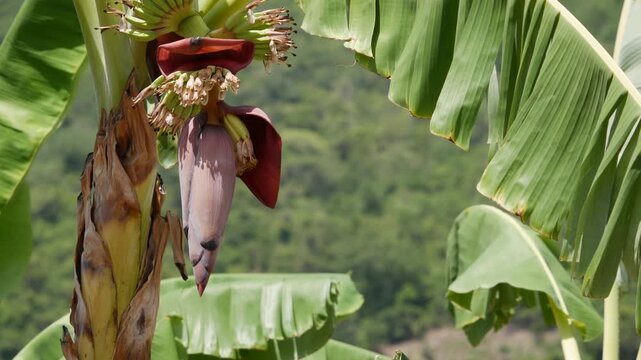 Banana plant with a large purple flower and hanging blossom surrounded by green leaves in a tropical garden. Botanical development.