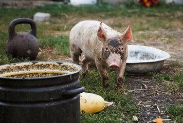 Dirty little piglet walking in farm yard © Oleksandr