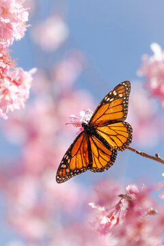 New Zealand - 24 August 2021: View of a monarch butterfly resting on delicate pink cherry blossoms against a clear blue sky.