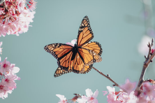 New Zealand - 24 August 2021: View of a monarch butterfly resting on a branch surrounded by delicate pink blossoms in soft natural light.