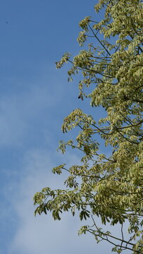 Vibrant Variegated Schefflera Leaves Against Bright Blue Sky