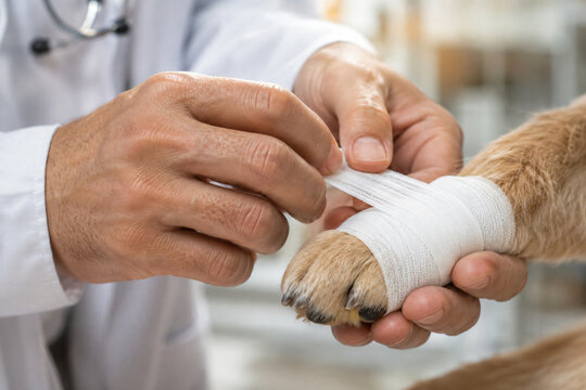 Veterinarian carefully wrapping a dog&rsquo;s injured paw with a medical bandage during veterinary treatment