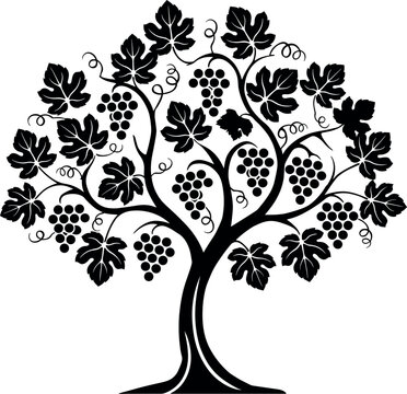 Grape vine tree silhouette with clusters of grapes and leaves for winery, vineyard and wine label logo design
