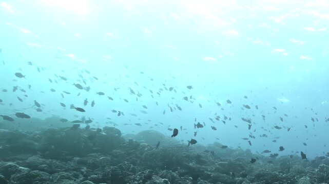 In the ocean, many fish swim around a coral reef. Sunlight penetrates the water from above. The colors range from light blue near the surface to darker blue below.
