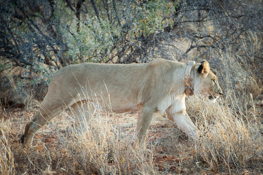 Lion