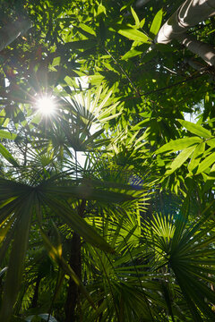 A close-up shot of vibrant green palm fronds with bright sunlight piercing through the leaves to create a radiant sunstar effect. The scene captures a tranquil, summer atmosphere in a lush garden