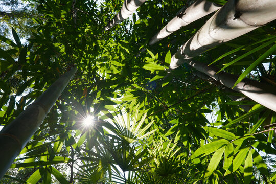A low-angle perspective looking up through a dense bamboo grove in WangJiangLou Park where sunlight creates a striking sunstar effect among the vibrant green leaves. The scene captures a tranquil, zen