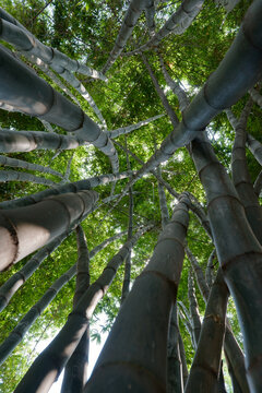 A low-angle perspective looking up through a dense bamboo forest where sunlight filters through the vibrant green leaves. The scene captures a tranquil and zen-like atmosphere within WangJiangLou park