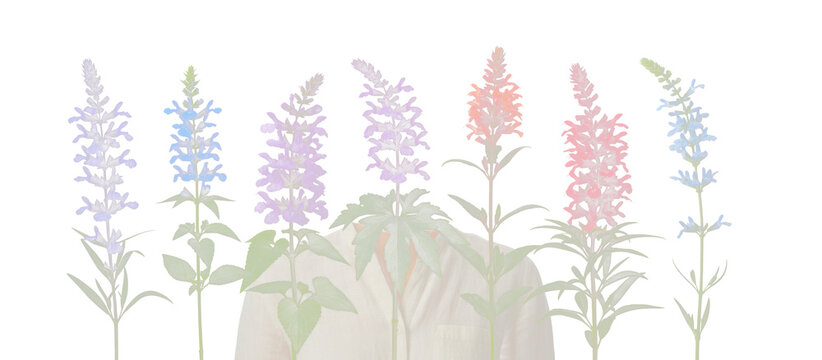 Seven distinct Salvia flower stalks presenting a beautiful arr 3aa73aa98c59