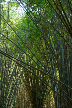 A dense thicket of green bamboo stalks creates a rhythmic pattern under bright summer sunlight in a Sichuan park. The composition highlights the organic textures and tranquil atmosphere of the natural