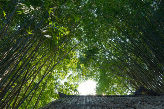 A low-angle perspective looking up into a dense bamboo grove where sunlight filters through green leaves and stalks. The scene captures a tranquil, zen-like atmosphere within WangJiangLou park.
