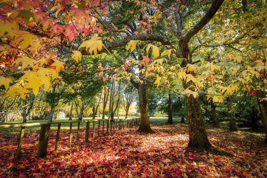 New Zealand - 13 May 2021: View of a vibrant autumn forest with colorful fallen leaves covering the ground beneath tall trees under soft sunlight.