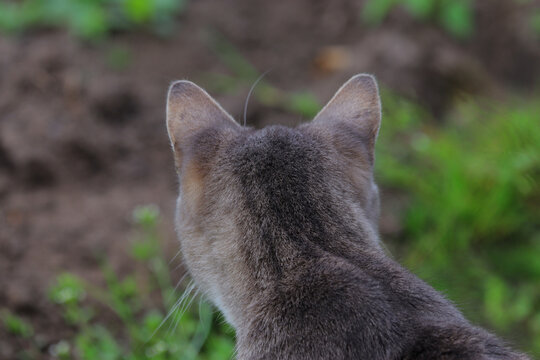 The back of a gray cat's head against a bokeh background. The young gray cat looks away from the lens.
