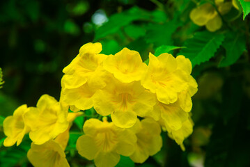 Obraz premium Close-up of yellow bells (Tecoma stans) flowers in Vietnam, highlighting bright golden blossoms, delicate petals, and dense green foliage with natural depth.