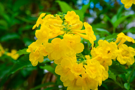 Vivid yellow bells (Tecoma stans) blooming among green leaves in Vietnam, showcasing clustered trumpet-shaped flowers and ornamental tropical garden beauty.
