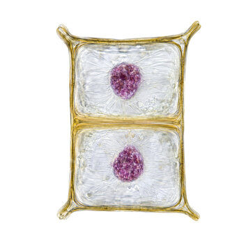 Two plant cell nuclei during mitosis with cell plates isolated on transparent background png element