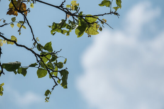 Green tree branches with delicate leaves stretching against bkue sky background. Space for text concept