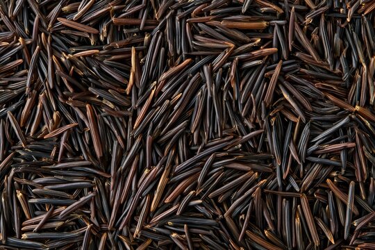 Wild rice grains displayed in close-up on a flat surface, showing a variety of shades and shapes during a harvesting period