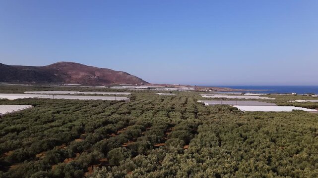 Scenic aerial view of olive grove plantation with greenhouses near the Mediterranean sea in Crete, Greece