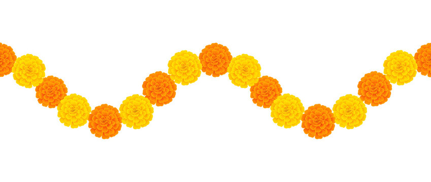 Alternating yellow and orange marigold flower garland in flowing wave pattern isolated on white background for Indian festival decoration celebration and advertising