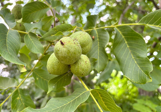 Green walnuts ripening on a tree branch with lush leaves. Close-up of organic raw walnuts in green husks growing outdoor in a sunny orchard.