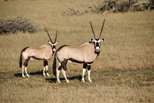 gemsbok of the kgalagadi