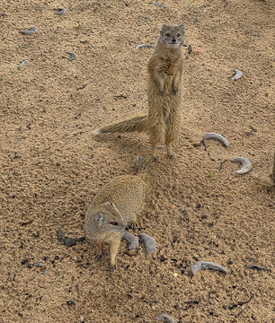yellow mongoose on the lookout