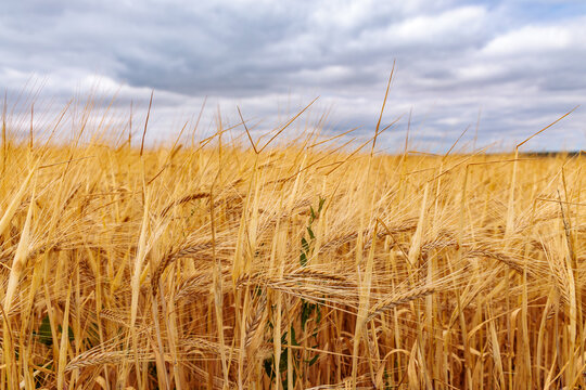 Golden ripe barley ears in agricultural field under cloudy sky, summer harvest and food production concept