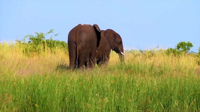 A heartwarming video of two elephants walking together in a serene savannah