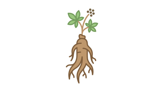 Ginseng Root Vector Illustration